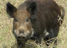 Boar, wild pig. Biological information