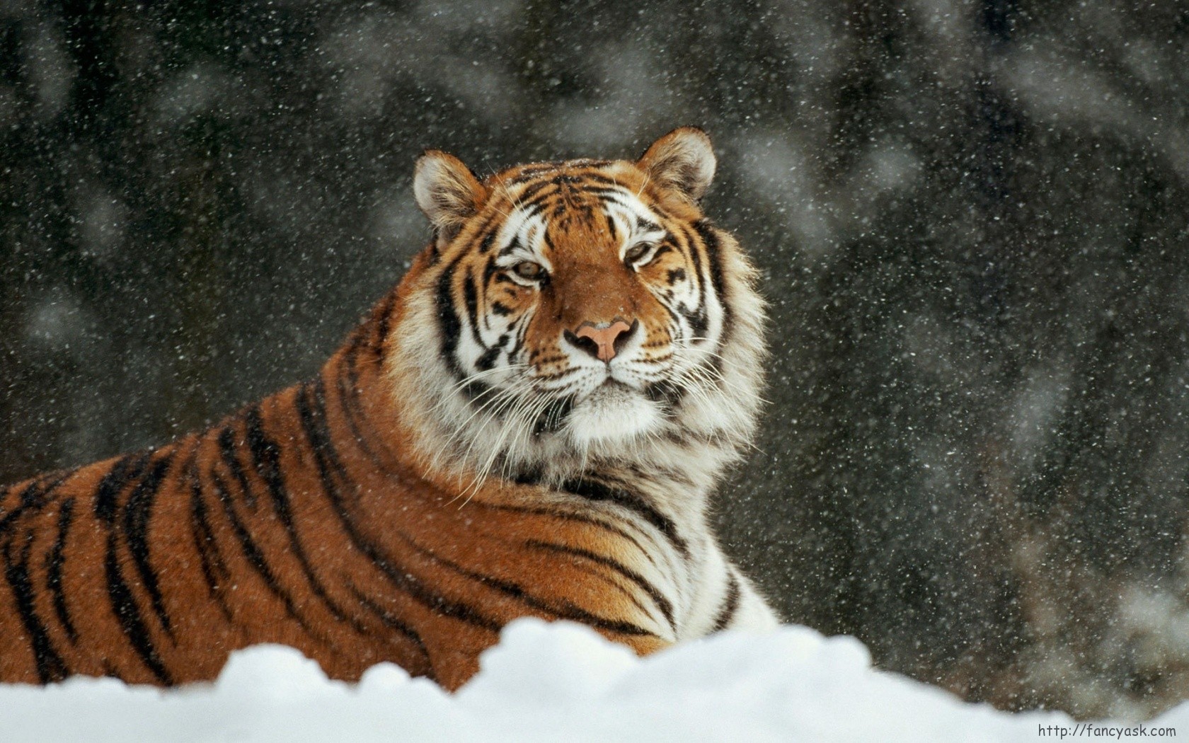 Characteristics of the Amur tiger
