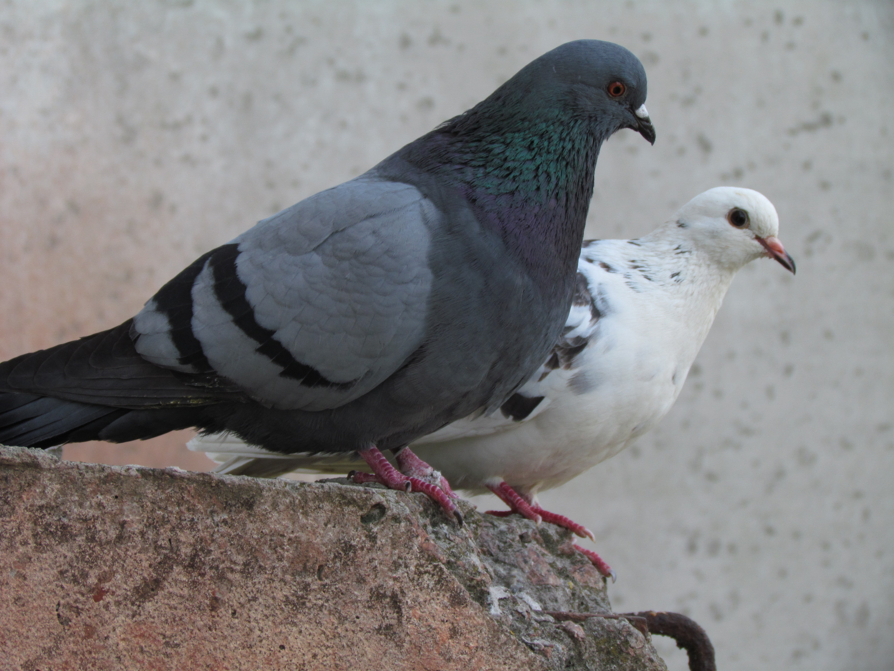Peculiarities of behavior and lifestyle of domestic pigeons