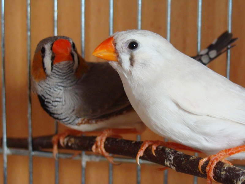 Conditions for keeping zebra finches