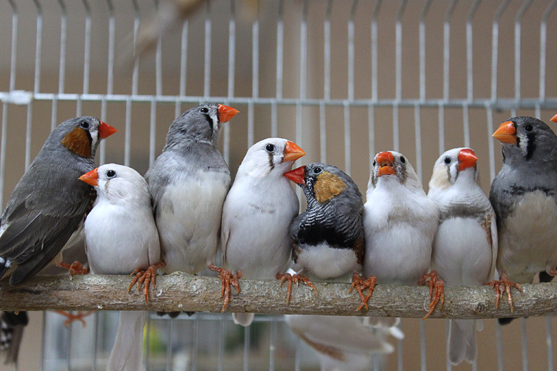 Who are finches