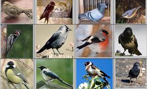 Information about birds wintering in Russia
