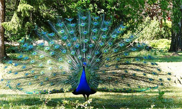 Comparison of peacock and firebird