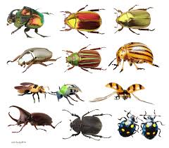 Biology of beetles