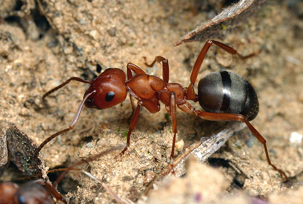 Biology of ants