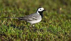 Wagtail observations