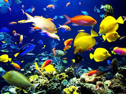 How to care for aquarium fish