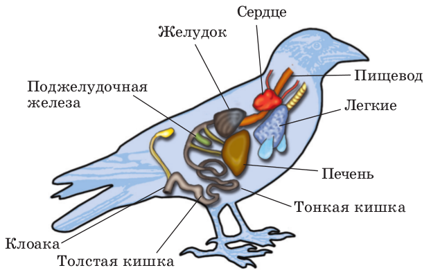 Internal structure of birds