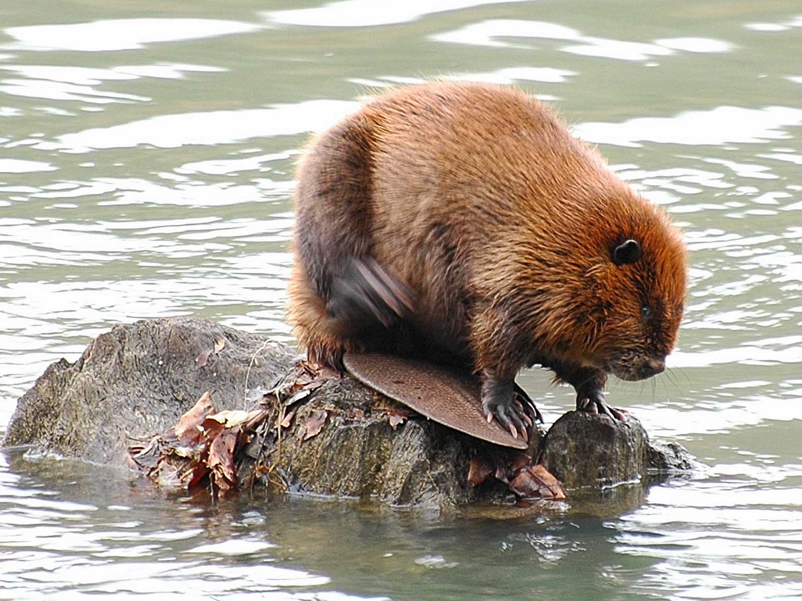 Biological features of the beaver