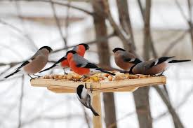 Bird food and feeders