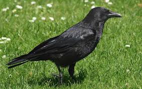 Crow watching