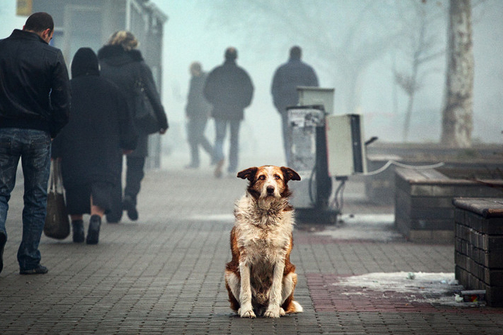 Reasons for the appearance of stray dogs in the city
