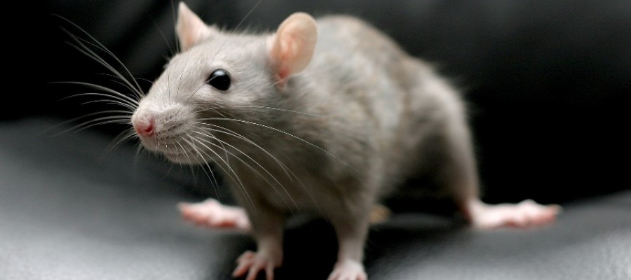 Facts and information about rats