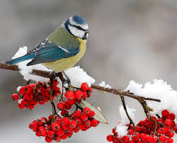 What do birds eat in winter?
