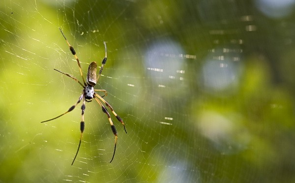 Species composition of orb weaving spiders