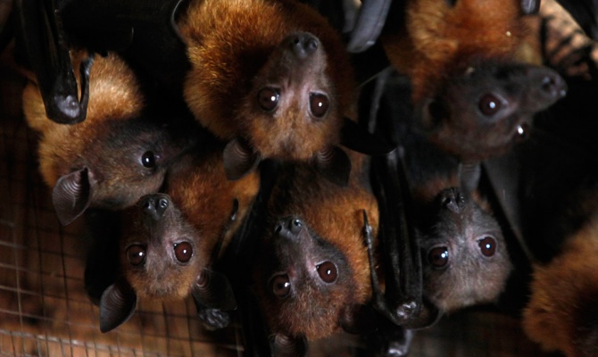 What do bats eat and where do they live?