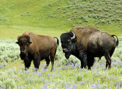Wood bison habitat
