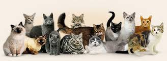 Cat breeds and their significance in human life