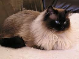 What is the difference between the Persian cat breed and other breeds?