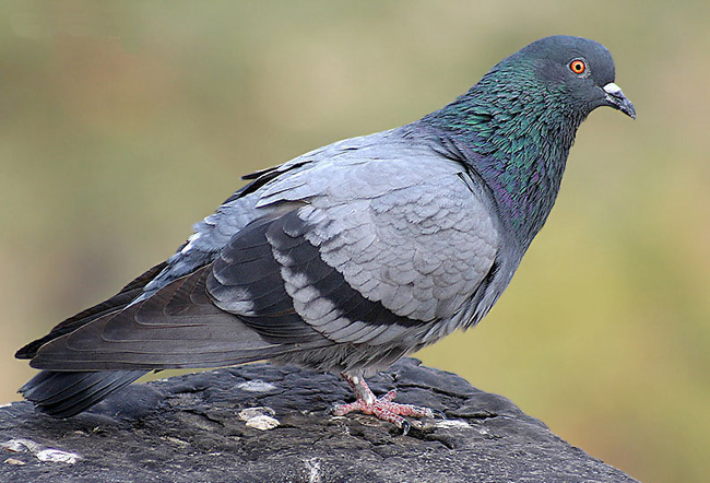 How Do Rock Pigeons Live?