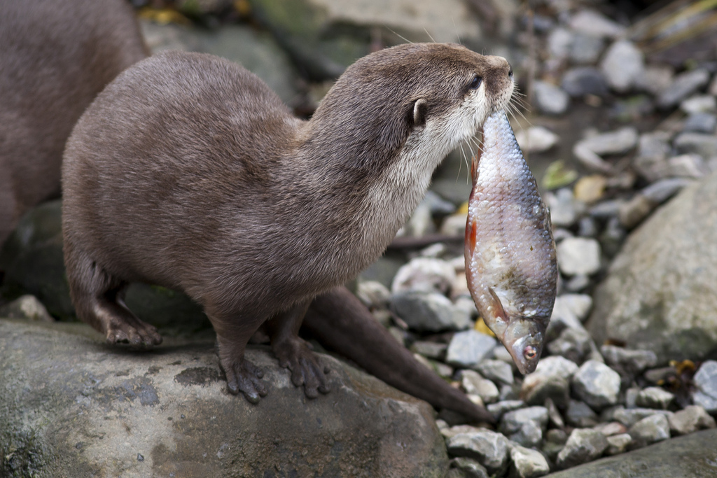 Habitat and lifestyle of the otter