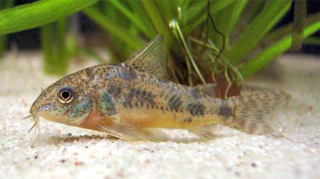 Conditions for keeping speckled catfish