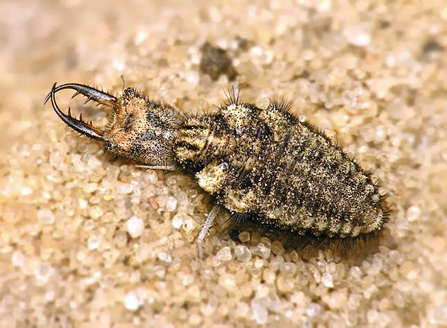 Observations on the development of an antlion