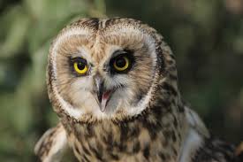 Features and distinctive features of owls