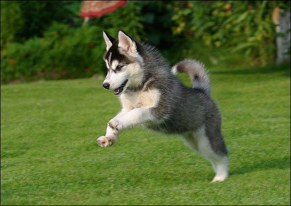 Features of a West Siberian Laika puppy