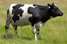 General information about keeping a cow