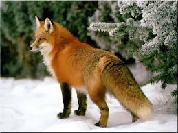 Fur-bearing animals of Yakutia
