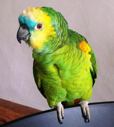 Features of caring for a parrot