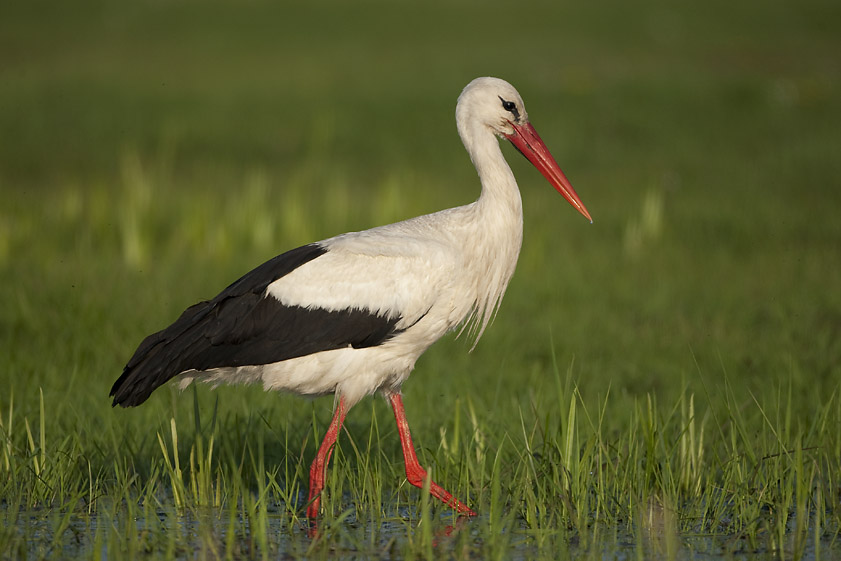 Distribution and nesting of the white stork