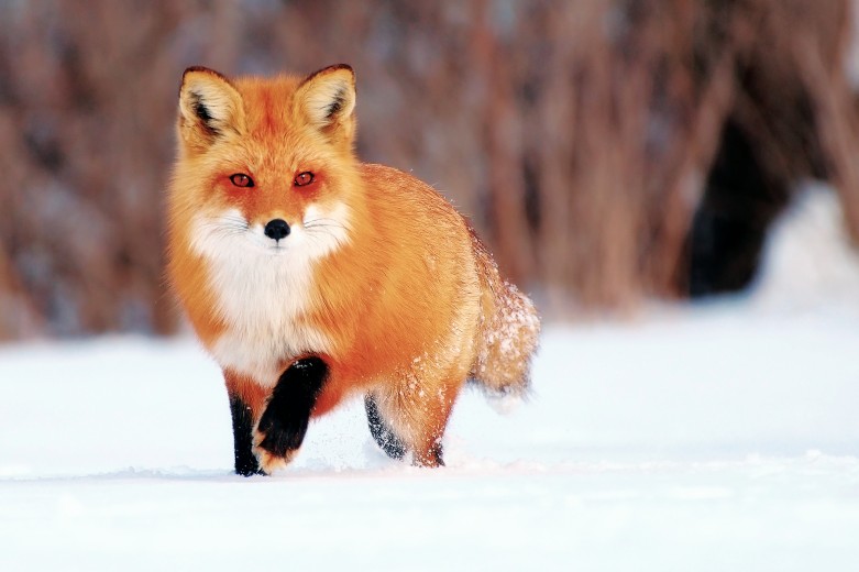 The life of a fox in nature and its habits