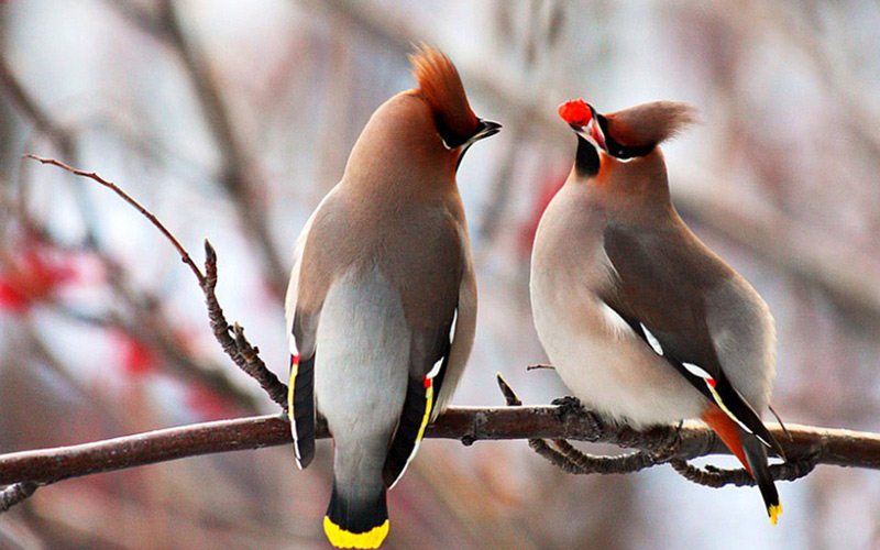 How birds adapted to winter in our region