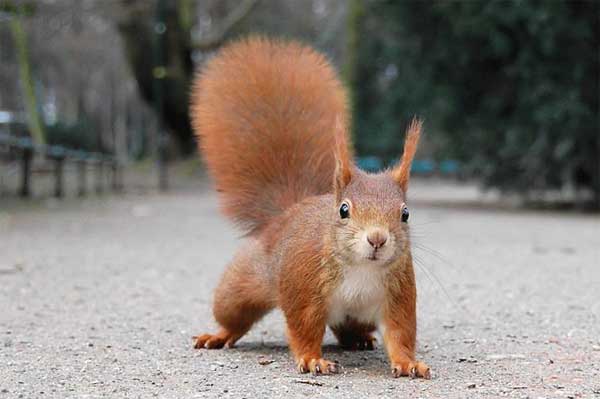 Origin and lifestyle of the common squirrel