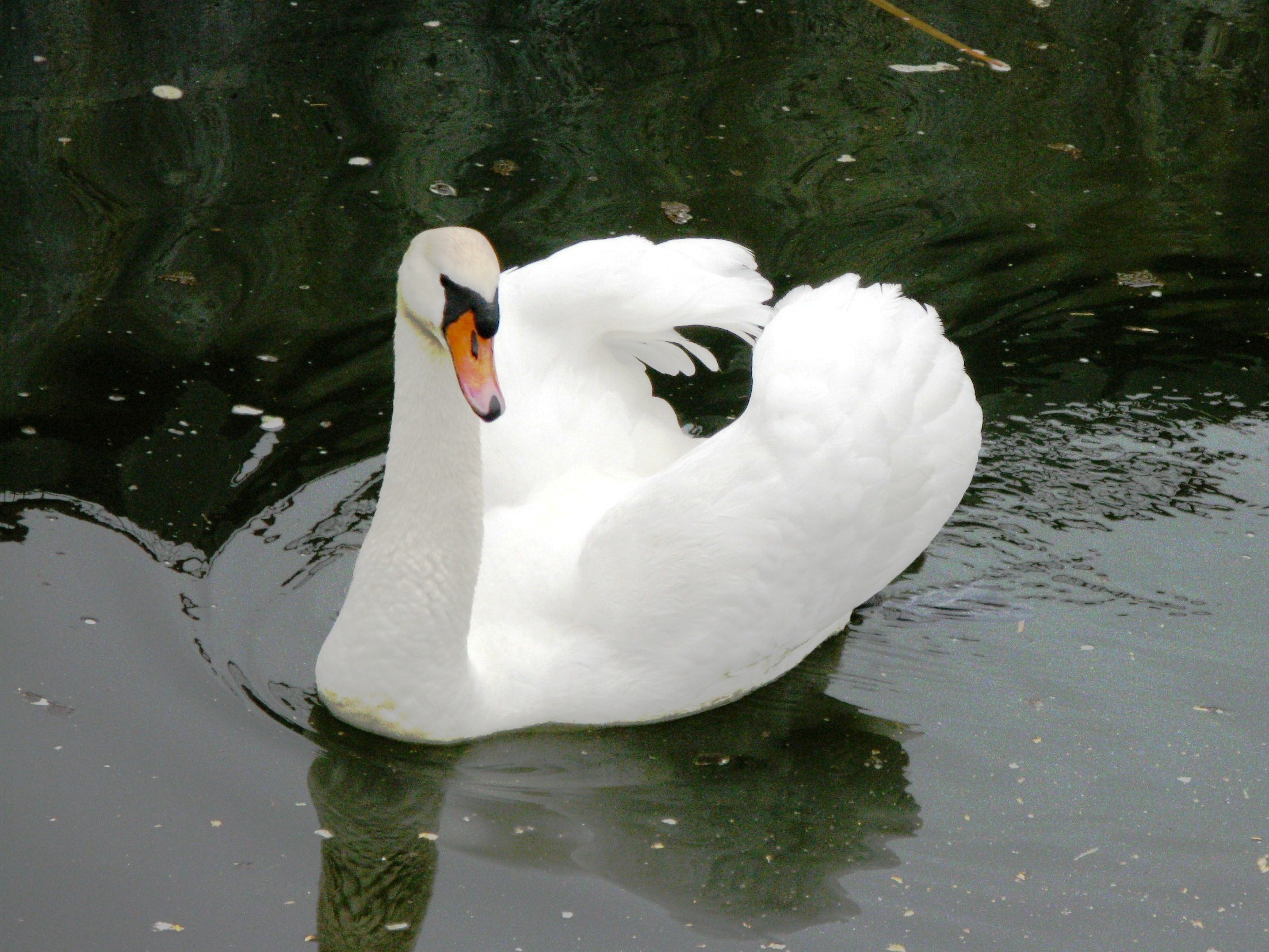 The nature of the distribution of geese and swans in various habitats