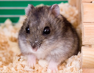 Features of the lifestyle and behavior of the Djungarian hamster at home