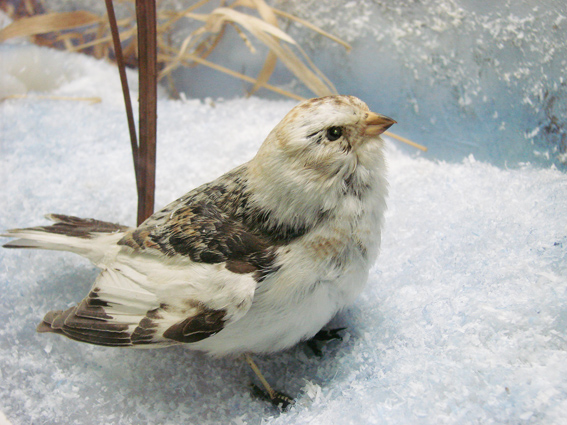 Sparrow - wintering bird of Yakutia
