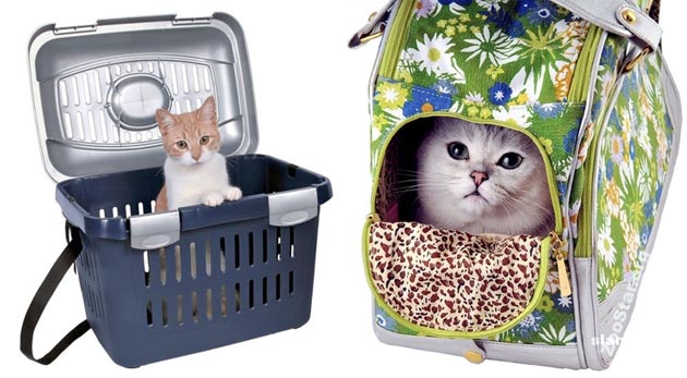 Features of transporting a pet (cat)