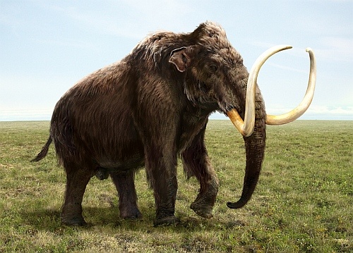 Why did mammoths become extinct?