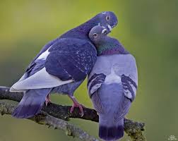 How do pigeons breed?