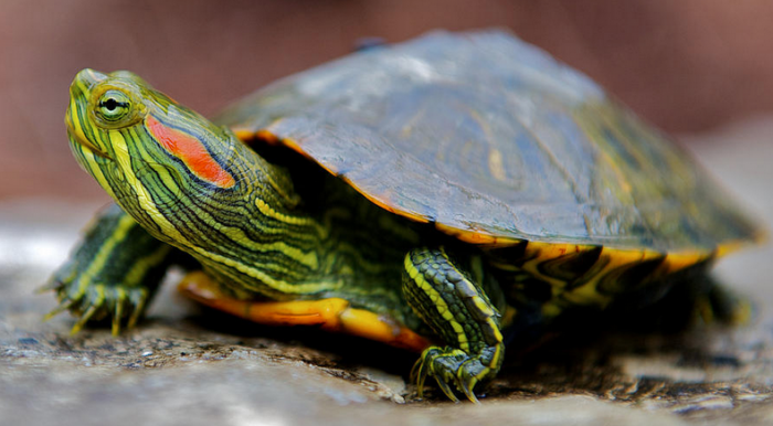 Pets – red-eared turtles