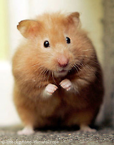General information about hamsters