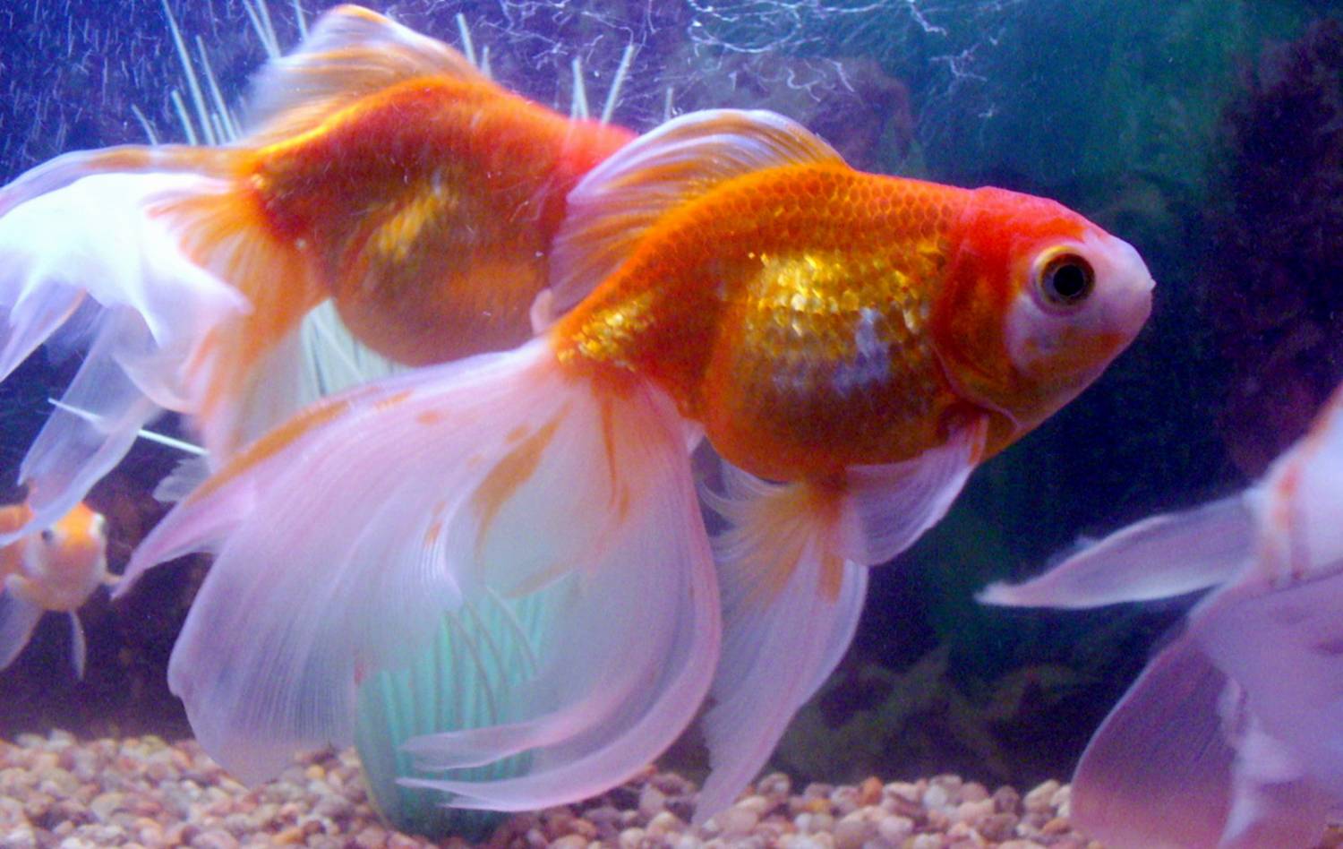 Features of goldfish development