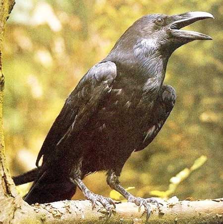 Raven sightings