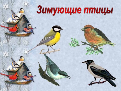 Wintering birds of our region and city