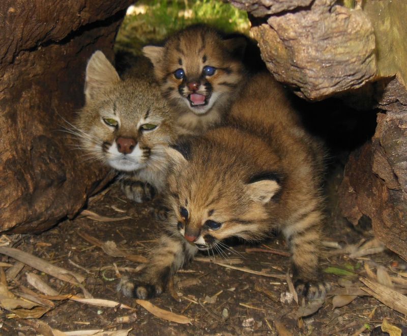 Reproduction of domestic and wild cats