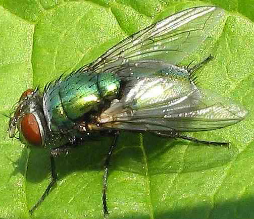 Characteristics of dipterous insects