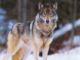 Wolf - a predatory animal of Yakutia